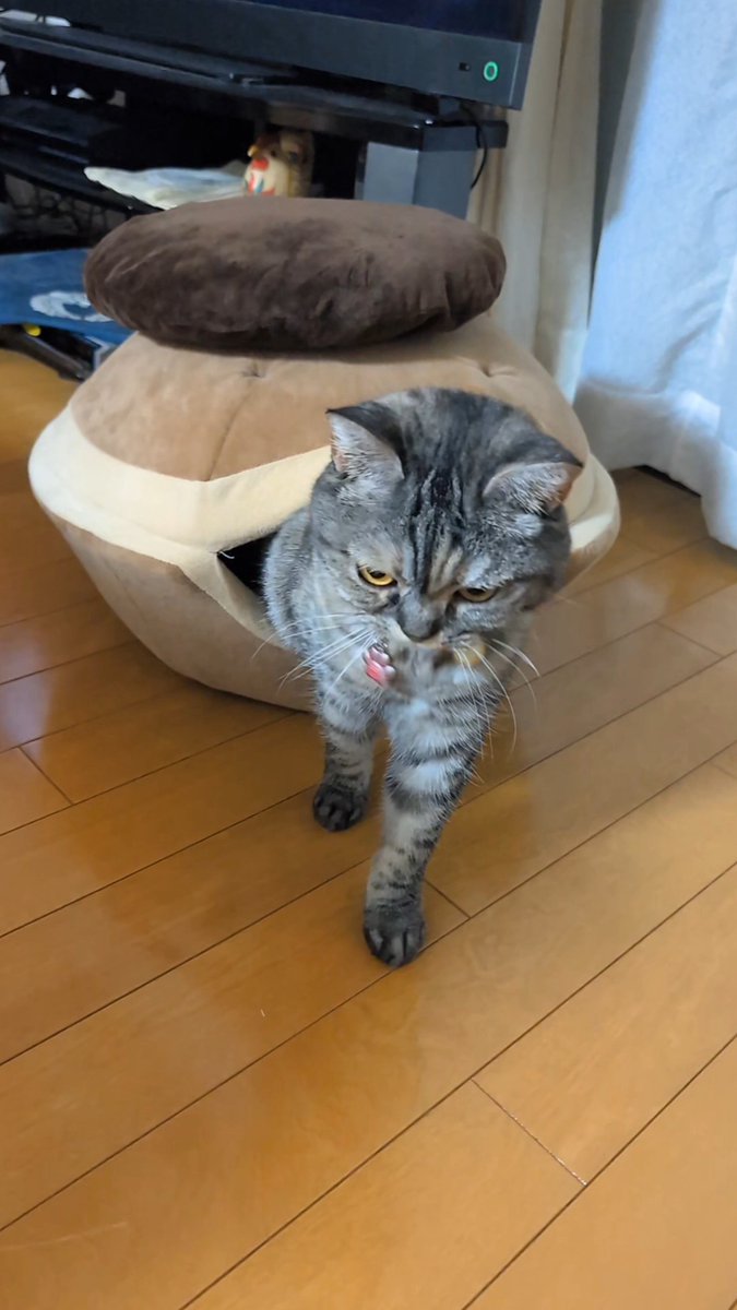 ねこさん⚡(ΦωΦ) (@catnap707) / Posts / X