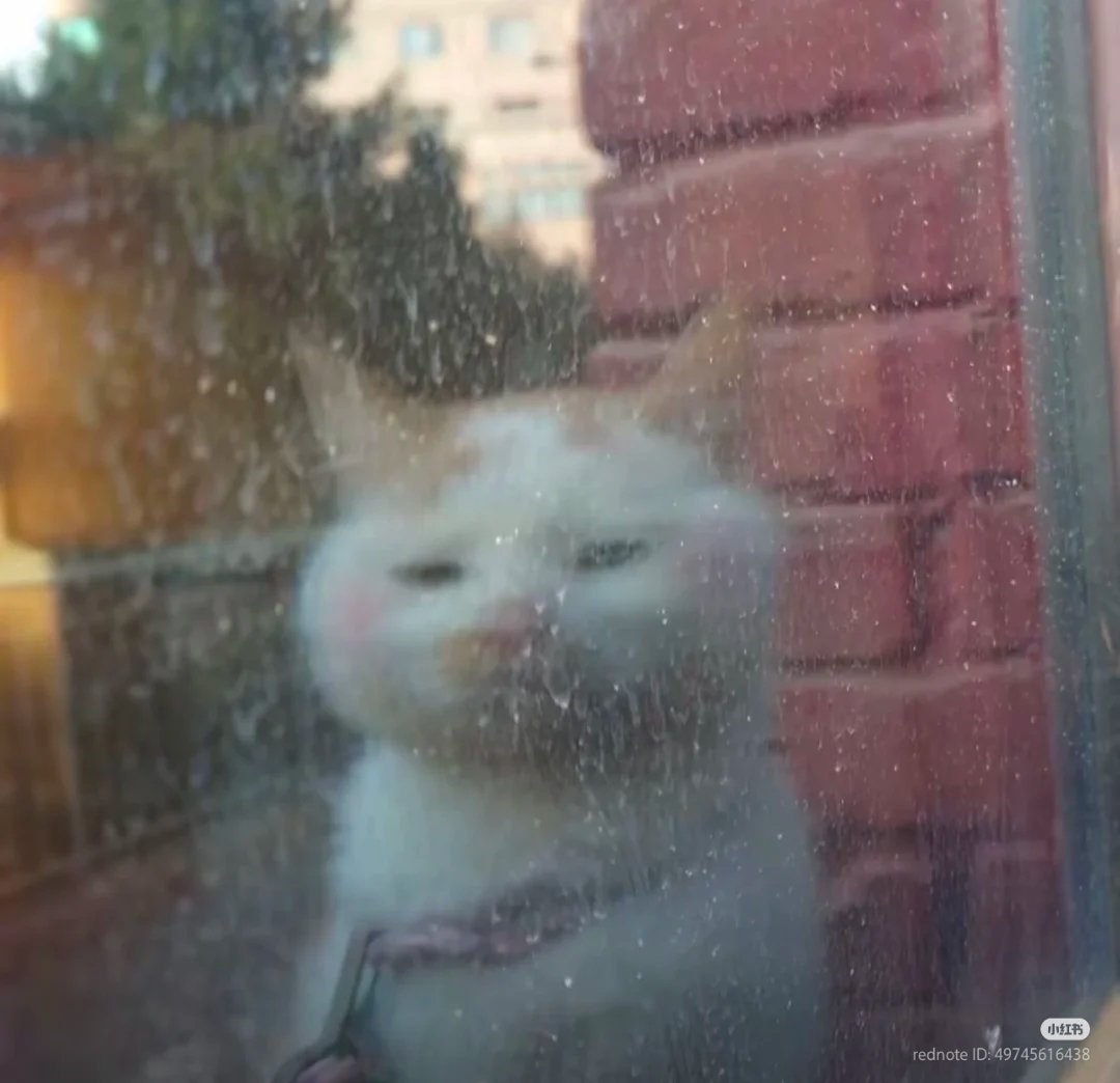 nocontextscats's tweet image. 😒