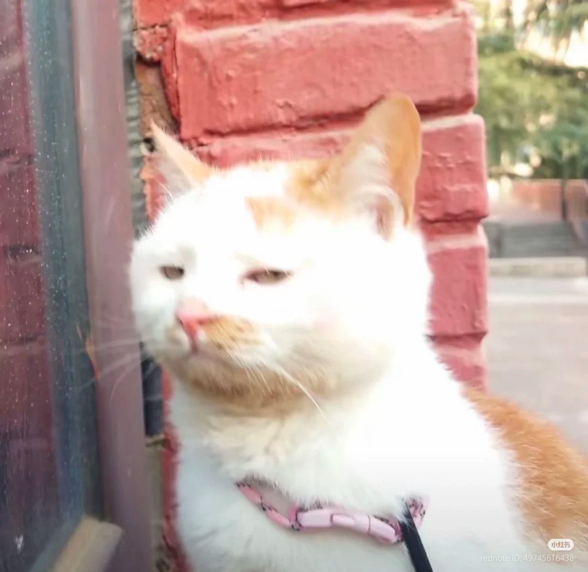 nocontextscats's tweet image. 😒