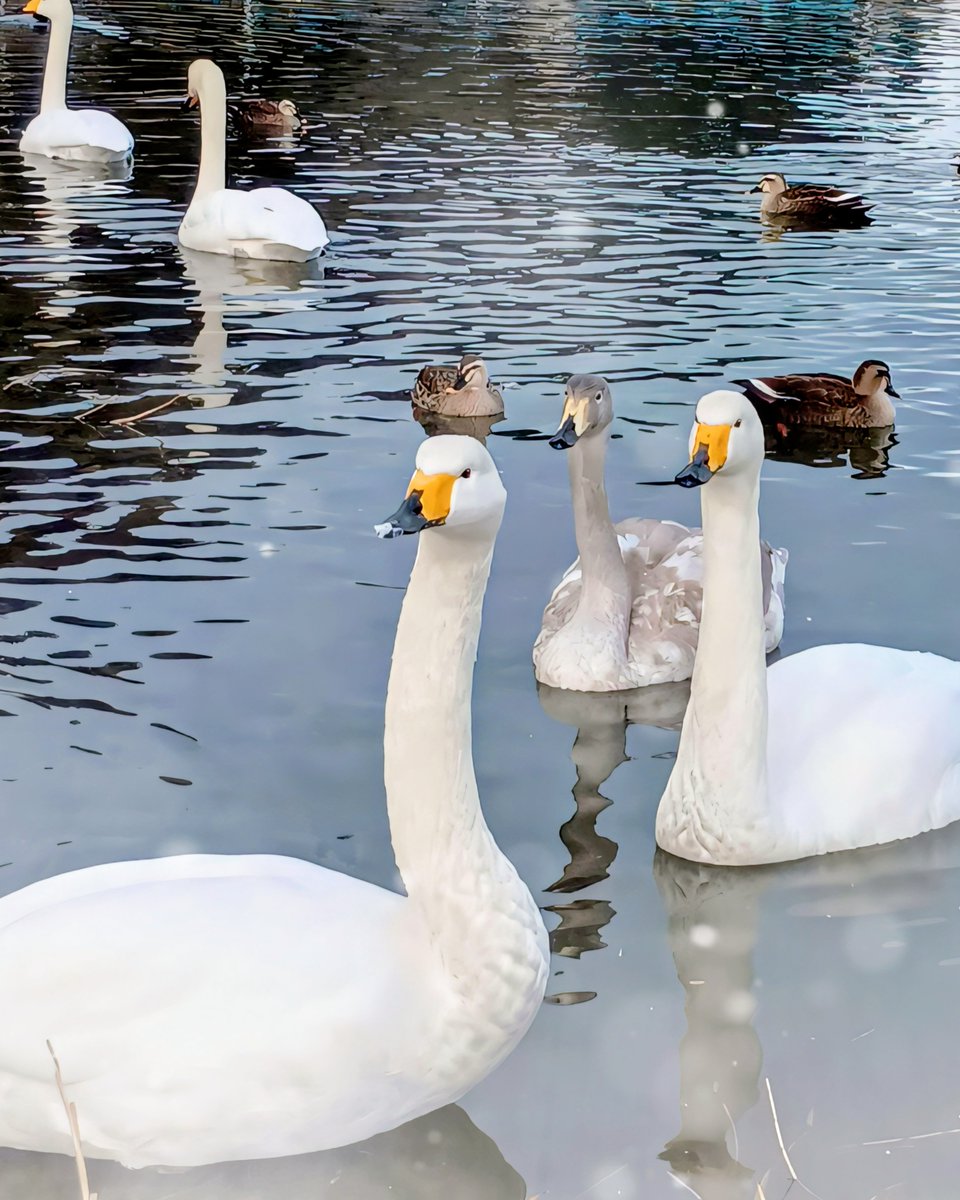 寒い日でした
𓂃 🦢 🦢𓈒𓏸˚ ˚ 🦢₊✧˗ˏˋ🦆