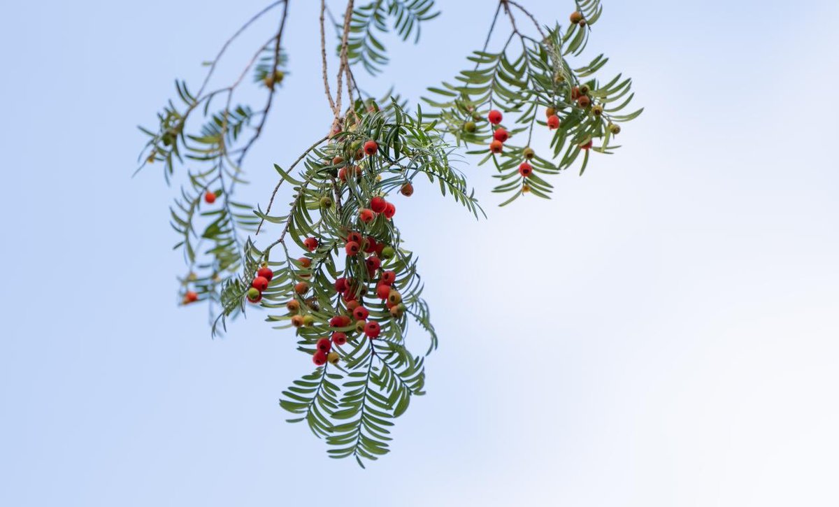 UpGuizhou's tweet image. The Chinese yew is a botanical "living fossil." Its vibrant red "berries" are actually arils, relying on birds to disperse its seeds.
This spectacle serves as a symbol of ecological health, calling for our joint conservation.
#Forest #ProtectedPlants #Explore