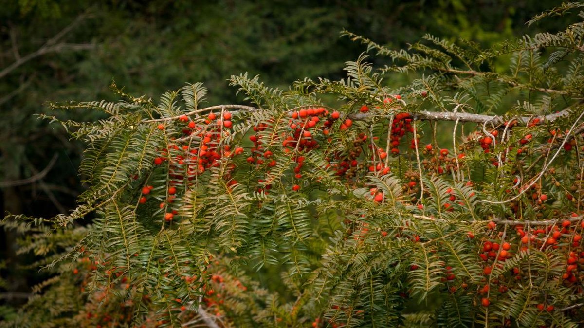UpGuizhou's tweet image. The Chinese yew is a botanical "living fossil." Its vibrant red "berries" are actually arils, relying on birds to disperse its seeds.
This spectacle serves as a symbol of ecological health, calling for our joint conservation.
#Forest #ProtectedPlants #Explore