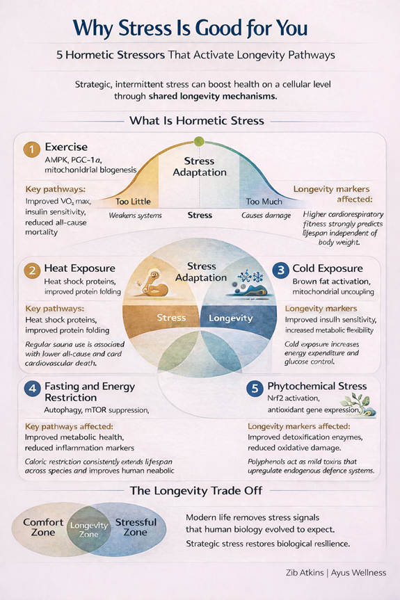 You are not ageing faster because life is stressful.

You are ageing faster because it is too comfortable.

This sounds wrong.

But biologically, it makes sense.

Human physiology evolved expecting short bursts of stress followed by recovery.

Movement. Temperature extremes.