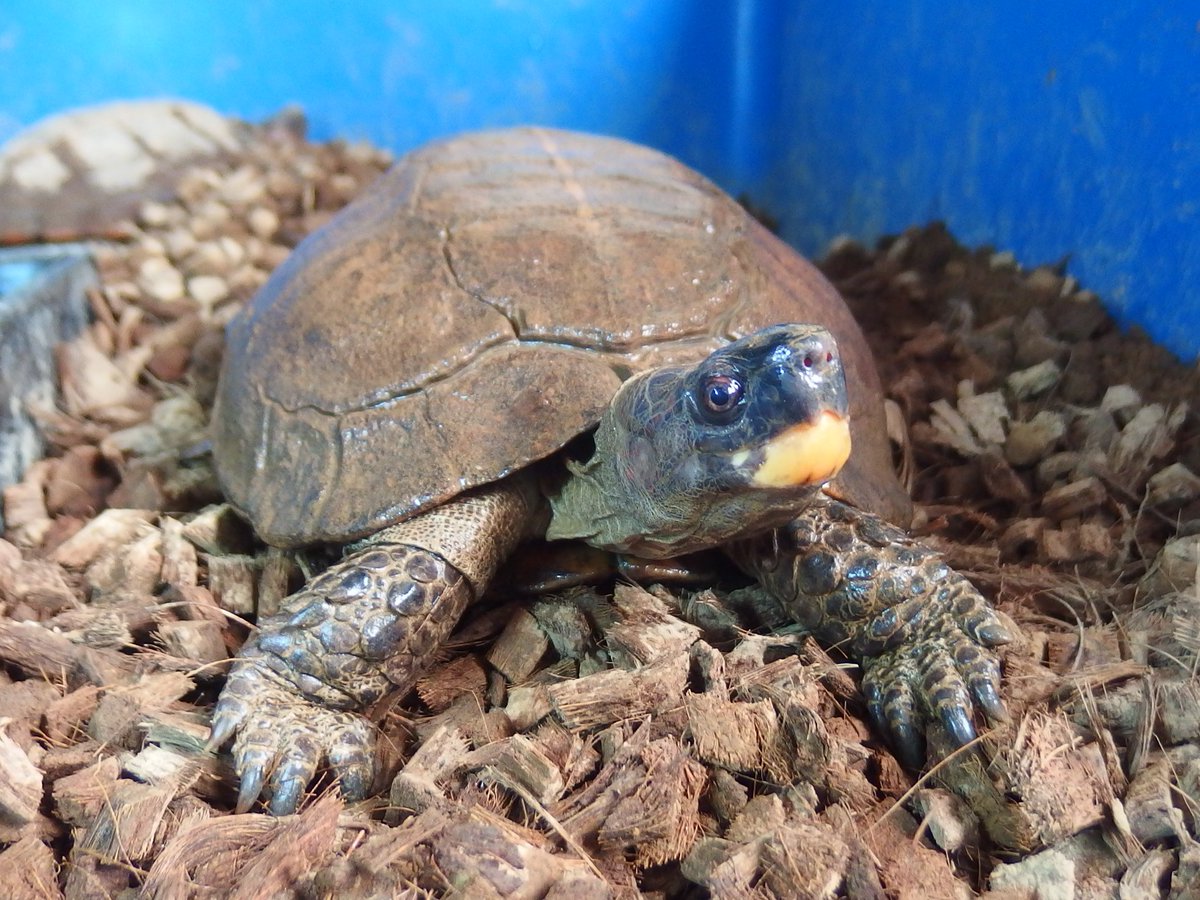 和象亀 (@wazouki) / Posts / X