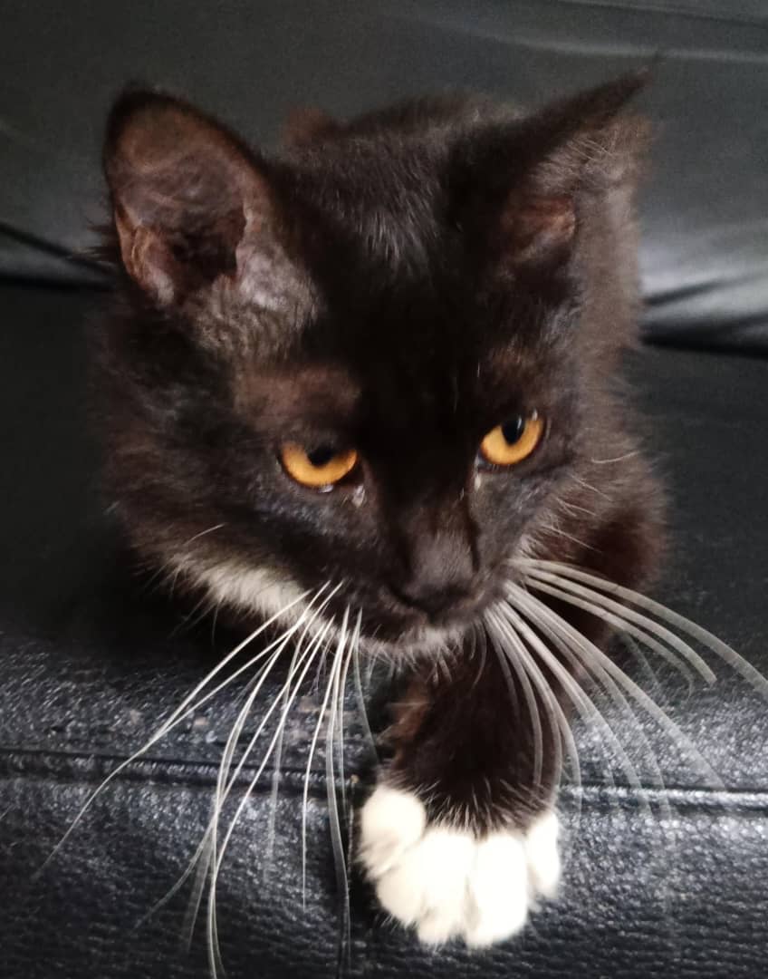 cats_rehome's tweet photo. 💥URGENT ADOPTER NEEDED💥

📌SHAH ALAM SS 30

Mohon bantuan utk adopt anak dara manja ni.. tak tau dari mana muncul dia.. dah dekat 2minggu kt rumah.. nak biarkan tak bagi makan kesian.. jadi terpaksa catu kibbles anak² dlm rumah utk share dgn c cantik ni.. mohon sgt² bantuan pd yg berkemampuan utk tlg adopt anak ni.. kesian dia kalau kibbles anak² rumah terputus,mmg tak dpt nk bg makan dia lg.. kalau ada yg sudi nk sedekah kibbles utk anak ni smtra dpt adopter pun, Alhamdulillah sgt².. 

011-23557452