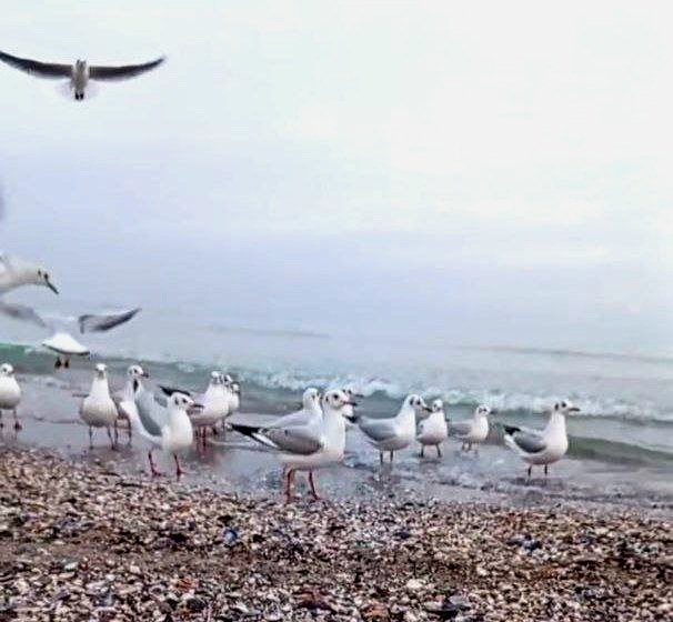 Катерина Галич tweet media