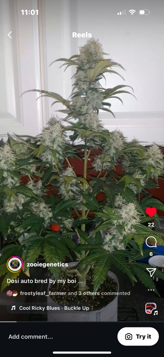 Tiger Autoflower Seeds tweet media