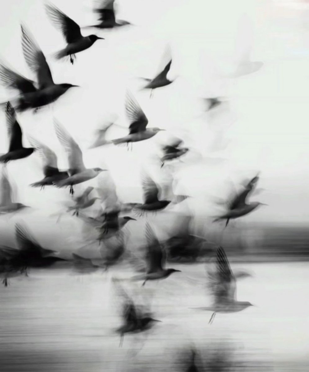 Nelere kör olmuş,
Nelere de sağır olmuşuzdur.
Kimsenin bilmediği.☕
#pazartesi