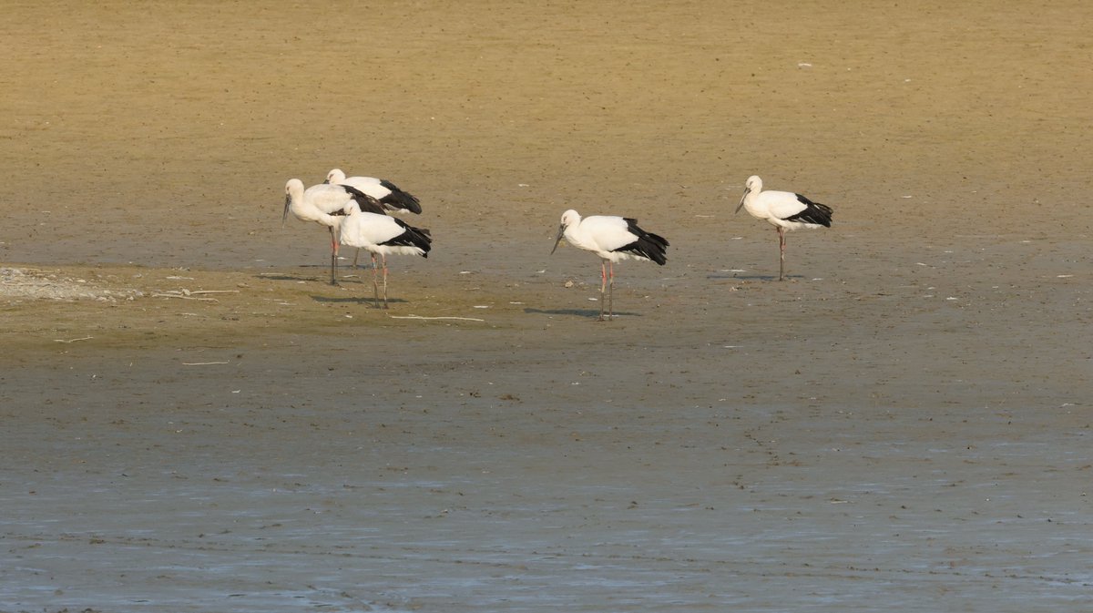 hunaho0274's tweet image. 260102 神戸市西区 某池　コウノトリ 5羽

#J0314
#J0379
#J0728
#J0845
足環なし1

CANON EOS R5 + RF100-500mm f4.5-7.1 l is usm +5Ax2

#5Ax #兵庫県 #こうのとり #コウノトリ #鸛 #神戸市西区