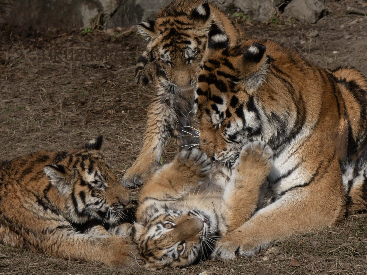 家族だんらん🐯

#アドベンチャーワールド
#アムールトラ