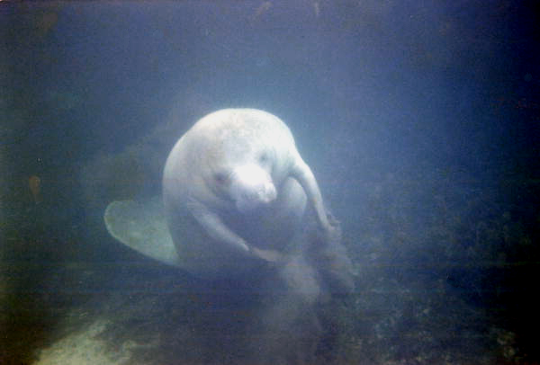 StateLibraryFL's tweet image. For #MapMonday view these colorful maps and photos of Crystal River. The warm springs of this historic city serve as a vital winter haven for manatees. #DYK it’s also the only place in the U.S. where visitors can legally swim with wild manatees?! @FLMemory @America250FL
