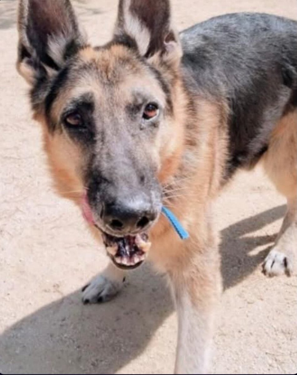 MarioliRm's tweet image. Rango es un invisible por el que nadie pregunta a pesar de su belleza,como es posible?🤔
Tiene 10 años y ahora duerme sobre el cemento ❄️ de una jaula🥺
Se esta apagando,gente de Madrid le dais un hogar por favor?🙏🙏🏿
Se valoraria tambien Barcelona,contacta whatsapp: 650841993