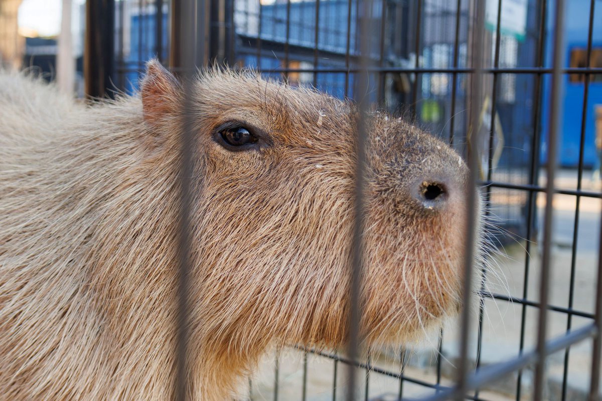 ささ @sasa.capybara (@ice3kyoudai) / Posts / X