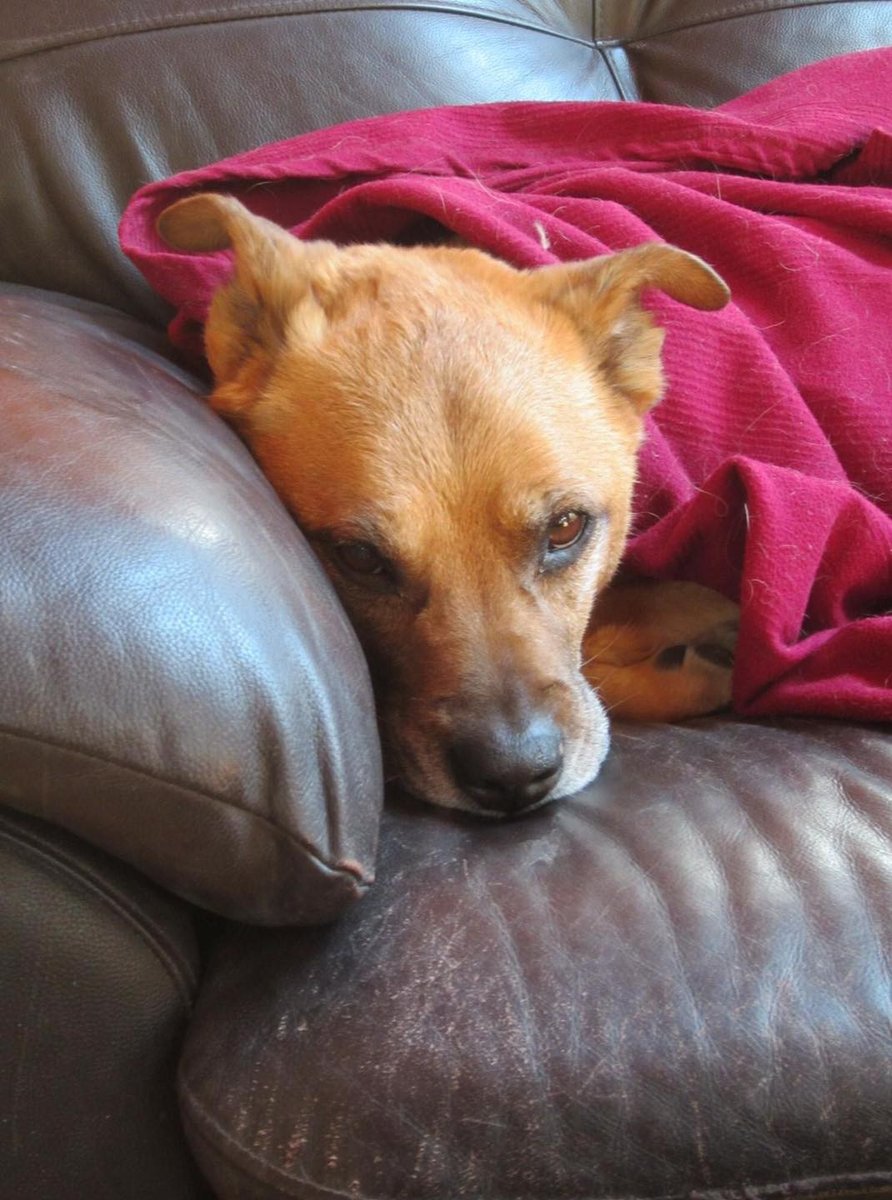 𝕏 Dogs tweet media