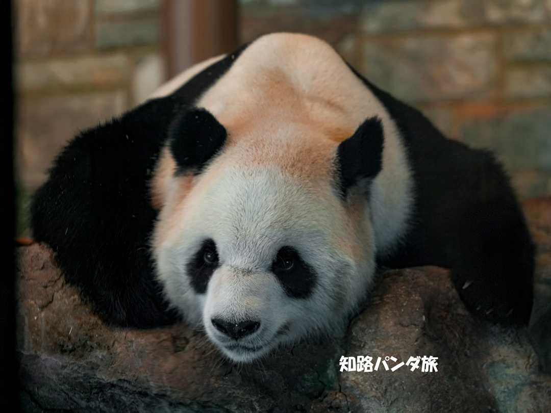 知路パンダ旅 (@zhiluniannian) / Posts / X