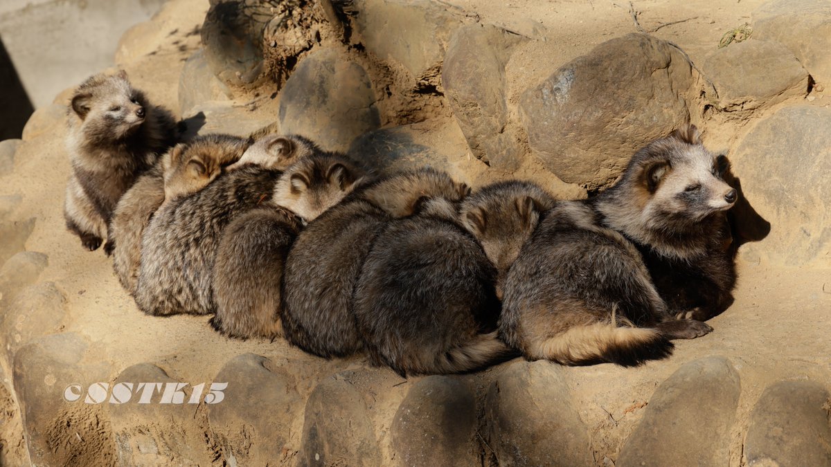 たぬたぬたぬたぬ
モフモフモフモフ
#桐生が岡動物園
#ホンドタヌキ