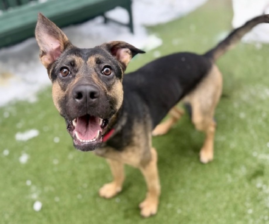 MorgFairsdogs's tweet image. Benji 241136
Relisted TBK 1/13
#NYCACC #AdoptMe 
Benji is a 1 yr old girl puppy
Running out of chances 
Undersocialized &amp;amp; overwhelmed in shelter
Very loving &amp;amp; playful in prev home
Help save Benji!
nycacc.app/browse/241136
#Pledge4Rescue #foster #adopt
