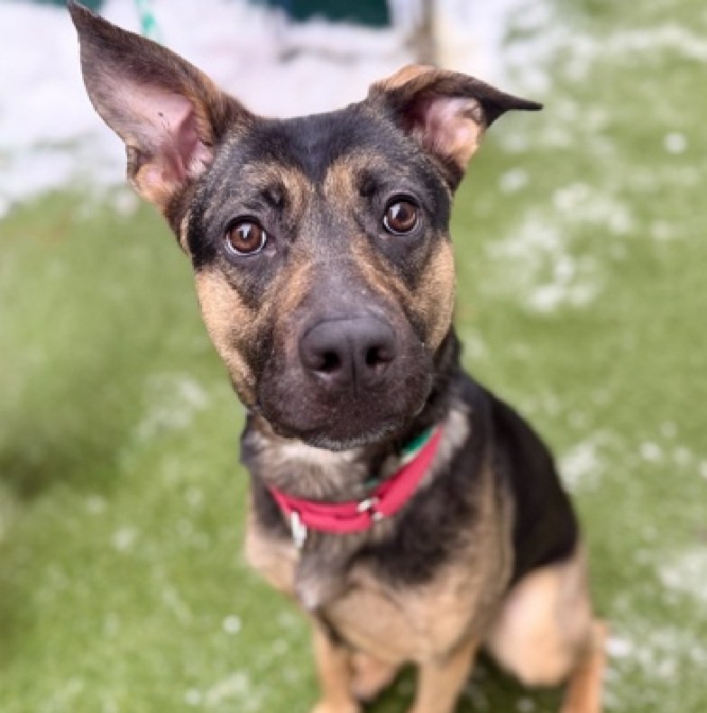 MorgFairsdogs's tweet image. Benji 241136
Relisted TBK 1/13
#NYCACC #AdoptMe 
Benji is a 1 yr old girl puppy
Running out of chances 
Undersocialized &amp;amp; overwhelmed in shelter
Very loving &amp;amp; playful in prev home
Help save Benji!
nycacc.app/browse/241136
#Pledge4Rescue #foster #adopt