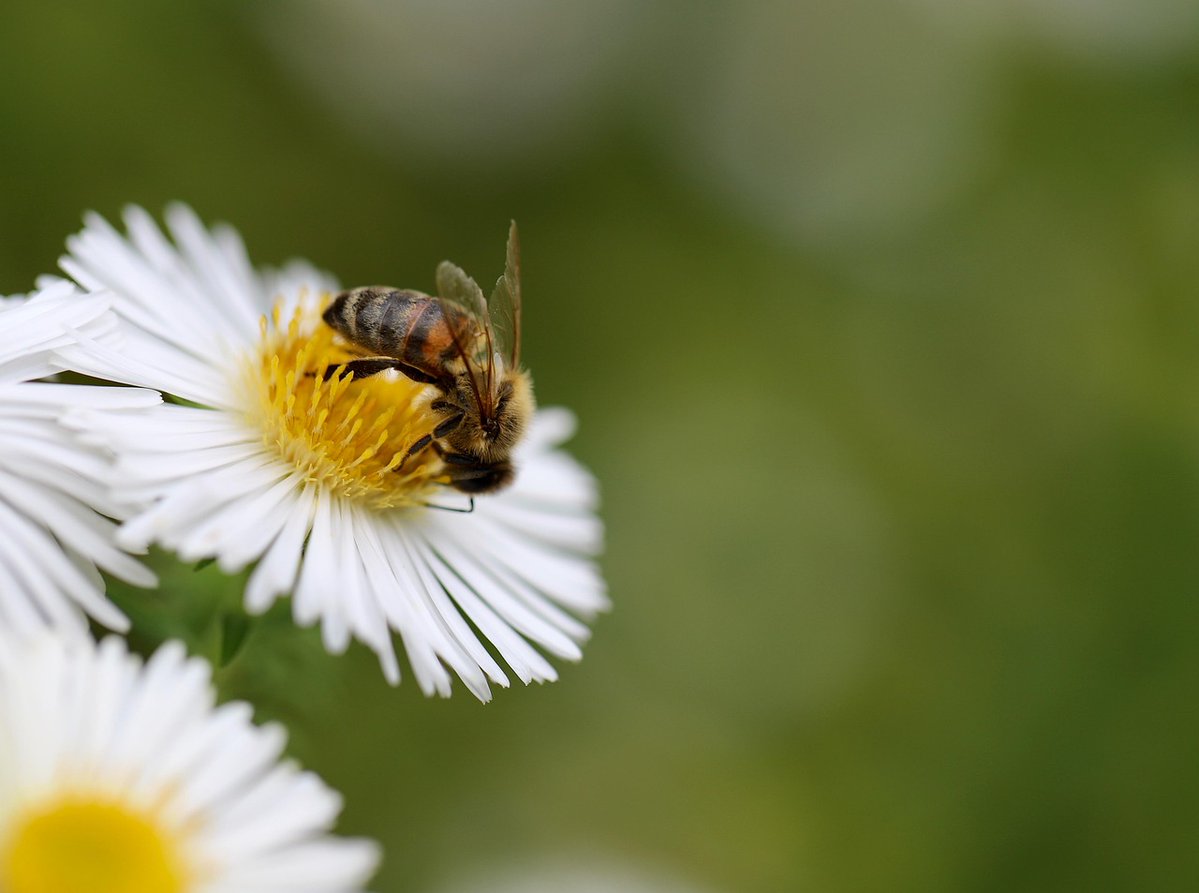 🐝 Hermen van de Waal (Bee Foundation) sprak vandaag in de Commissie voorafgaand aan de SP-nota Alarmerende bijensterfte. Zijn boodschap was helder: #bijensterfte is een mensenprobleem. Tijd voor erkenning van de rechten van de #bij, goede monitoring en écht provinciaal handelen