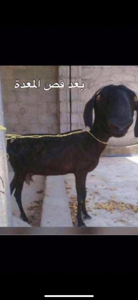 أحمدالوهيب (@aawohaib1) on Twitter photo 