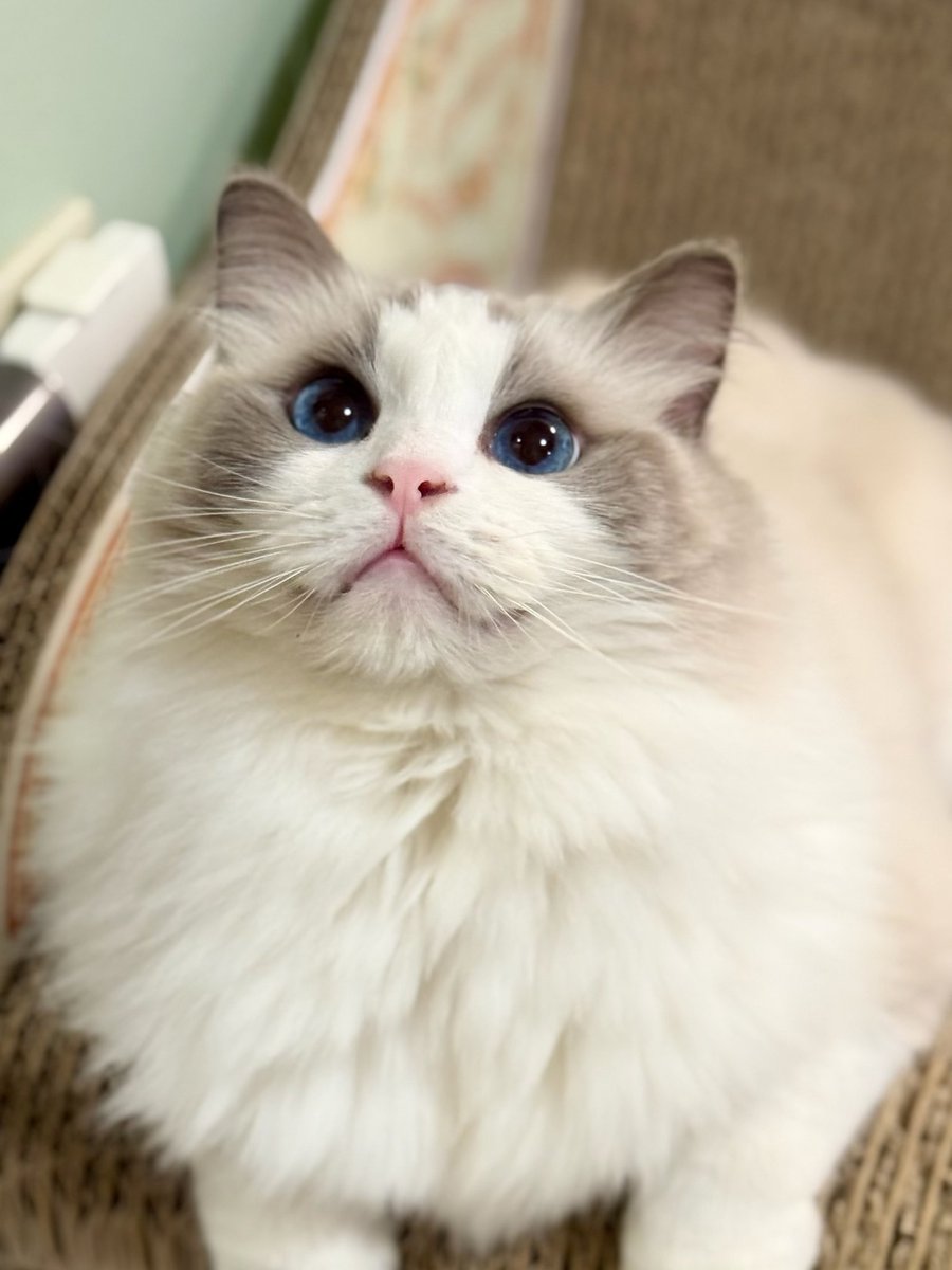 ニャ🐱✨ #1701日目