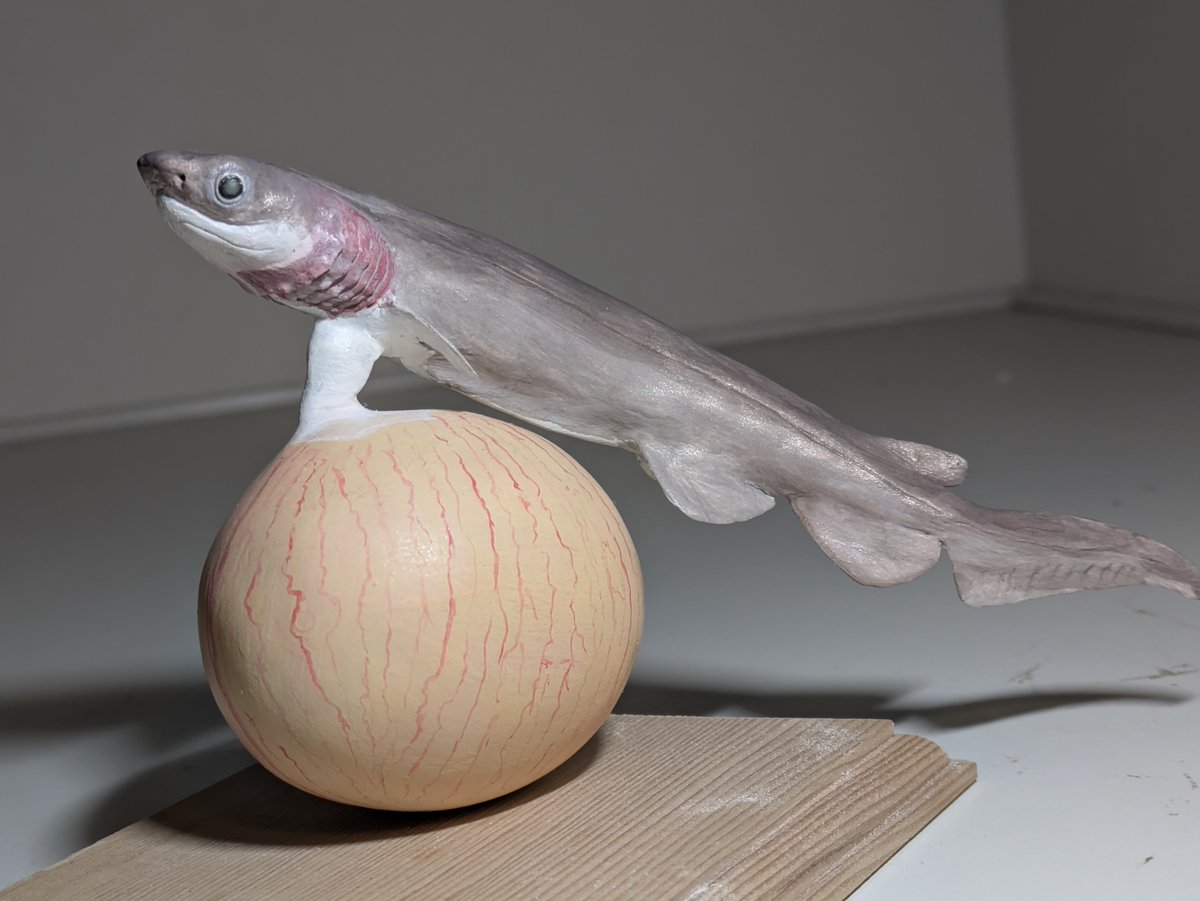 ラブカ胎児進捗だす。