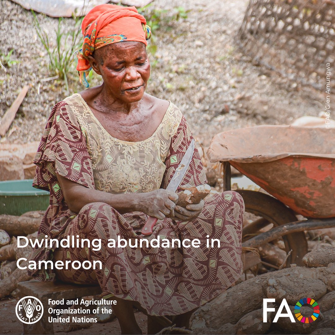 FAOKnowledge's tweet photo. In eastern Cameroon, the Baka people long lived off hunting &amp; gathering until the forest's abundance dwindled due to climate shocks &amp; conflicts.

Now, they have found new food security through farming and beekeeping, with @‌FAO &amp; @WorldBank support. 🐝

🔗 https://t.co/LSysLhj7TF https://t.co/vHL4aptRRY