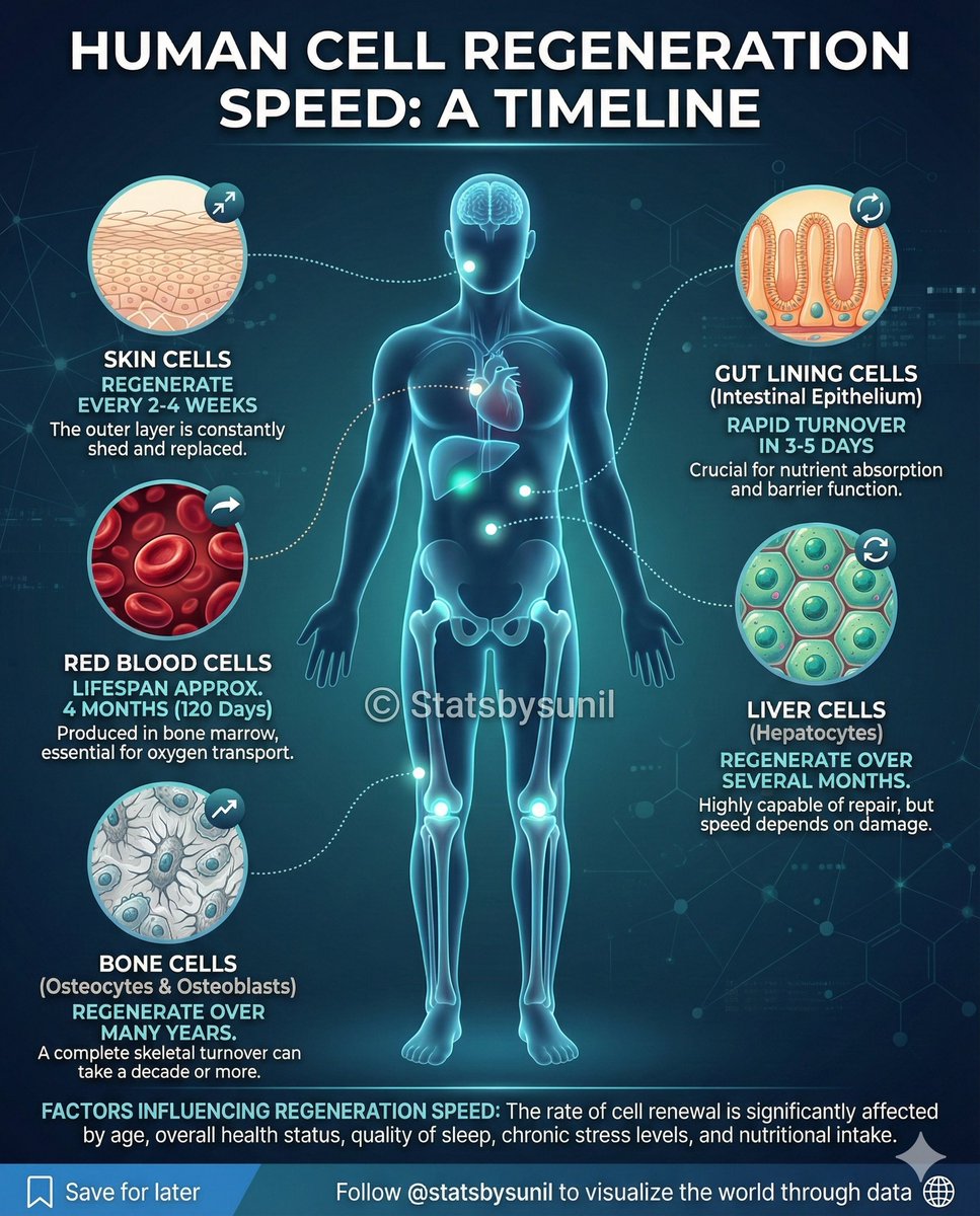 SunilGa47779358's tweet photo. Human cell Regeneration speed A Timeline https://t.co/lU4SL9CRcc