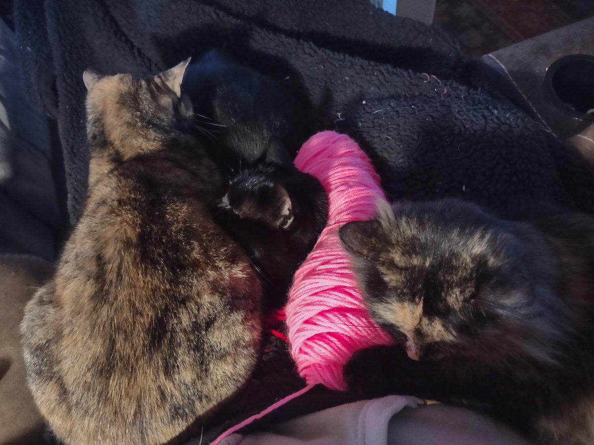 FeistyNonsense's tweet photo. Trying to work on the first commission of the year, but Deunan, Baroness, and Goblin said "no". I guess I can wait a little bit... #dnd #RPG #ttrpgcommunity #ttrpg #ttrpgfamily #art #cats #handmade #yarn #crochet #jewelry #beads #earrings #crossstitch #embroidery #needwork https://t.co/gcVpgsmcEP
