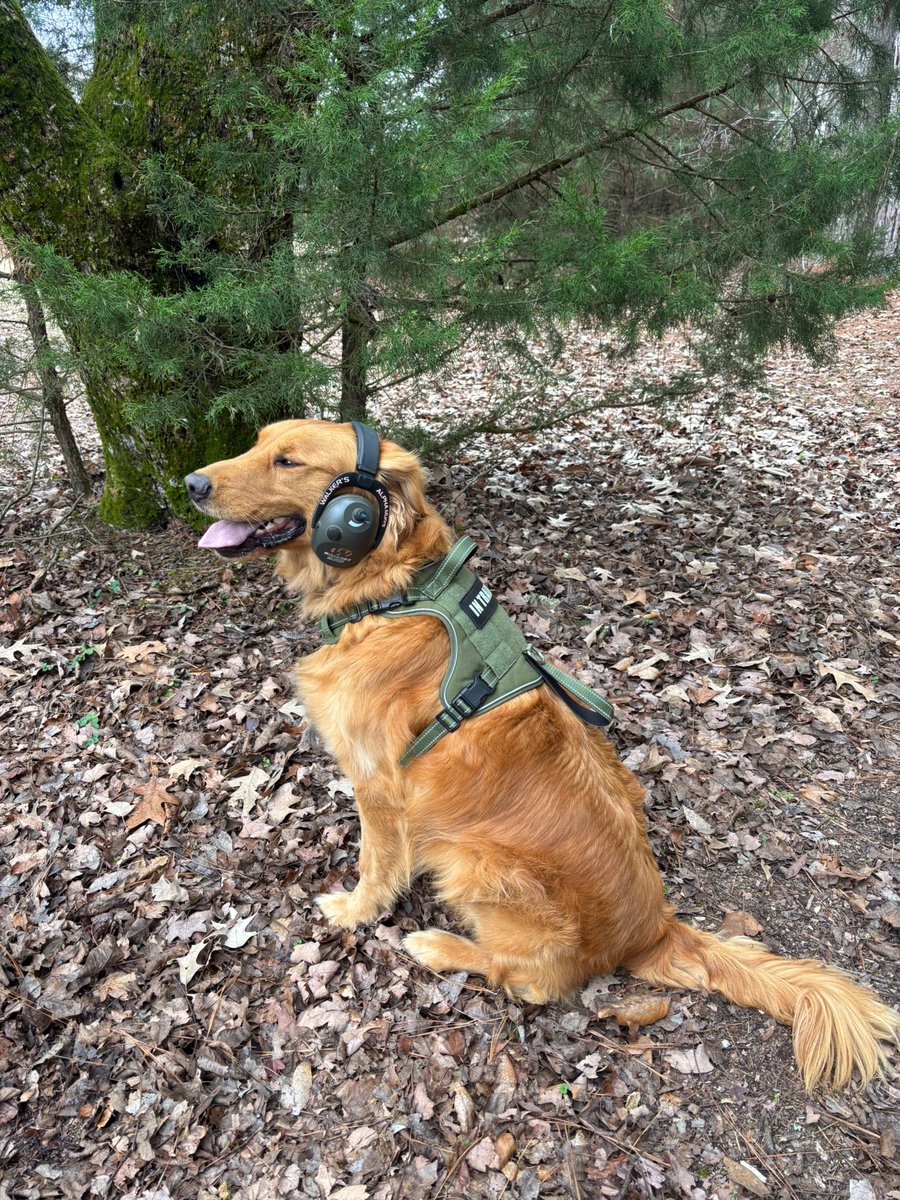 Golden Retriever Mark Franz tweet media