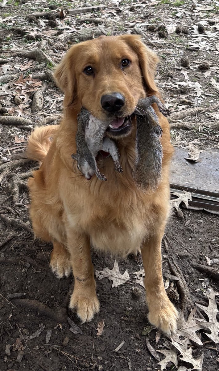 Golden Retriever Mark Franz tweet media