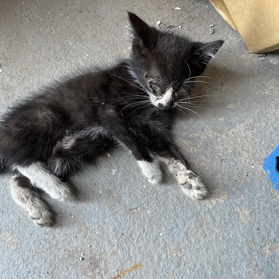 d6yba5107unp5's tweet image. 🚨URGENT 😭
The warehouse we have been rescuing at just called us. There is another mom and another litter. Heading to go get this poor baby. Will try to scoop up whoever we can get! 🙏🏻

#adoptdontshop #cute #cutekitten #cutenessoverload #kittens_of_world #givemeallthekittens