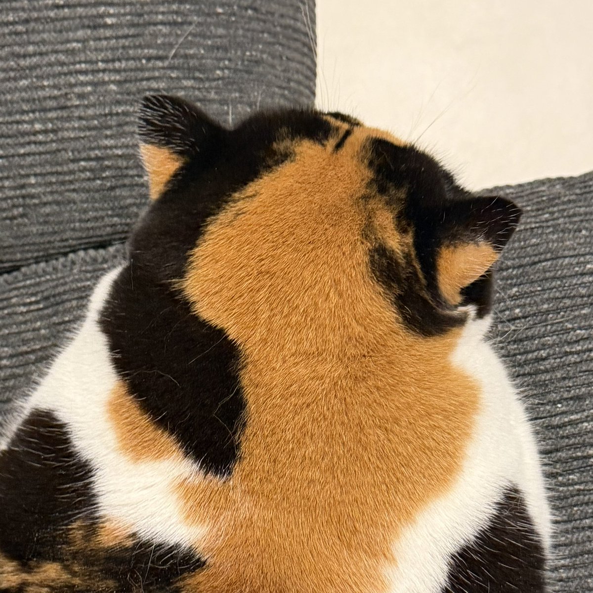 ノーコ。1/11四の五の10 6Bツ21b (@romancing05) / Posts / X