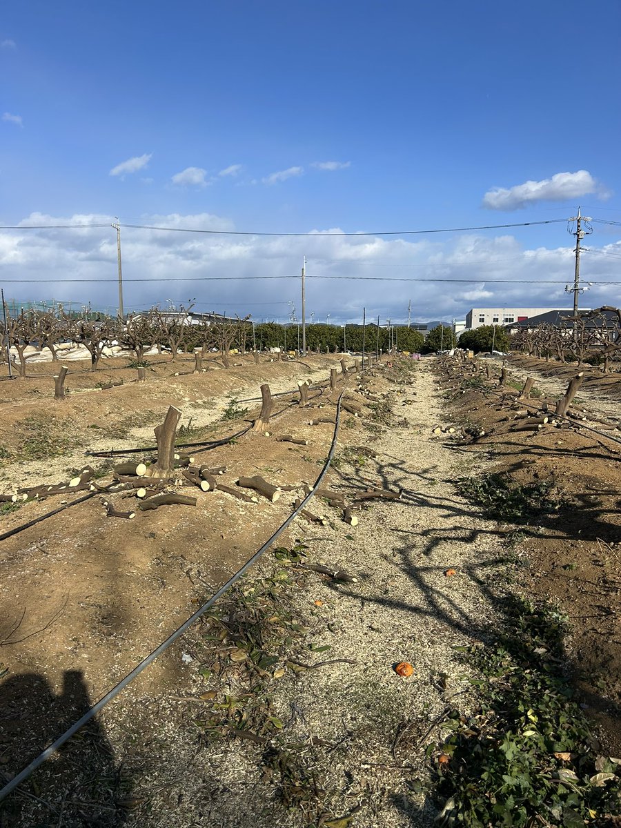 青島みかんですが　
今年　3月に改植を行います。
連日　その準備で　枝は切ってチッパーで粉砕し　幹は薪用に切って　フレコンに入れ回収までを
来週までに終わりたいところ‼️
抜根は　根の処分がありますので業者さんに依頼^_^