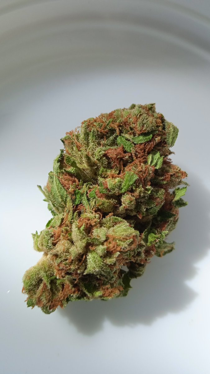 KushStation1's tweet image. SOLO HOY!

4oz Greenhouse x 1400
Envío nacional incluido ✨