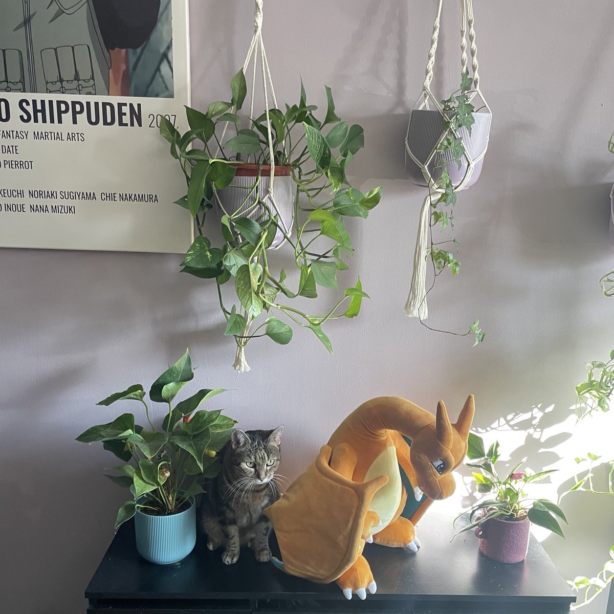 viewsfrombad's tweet photo. My mom got me a charizard plush for my bd btw❤️ https://t.co/oEjyXK8Kr8