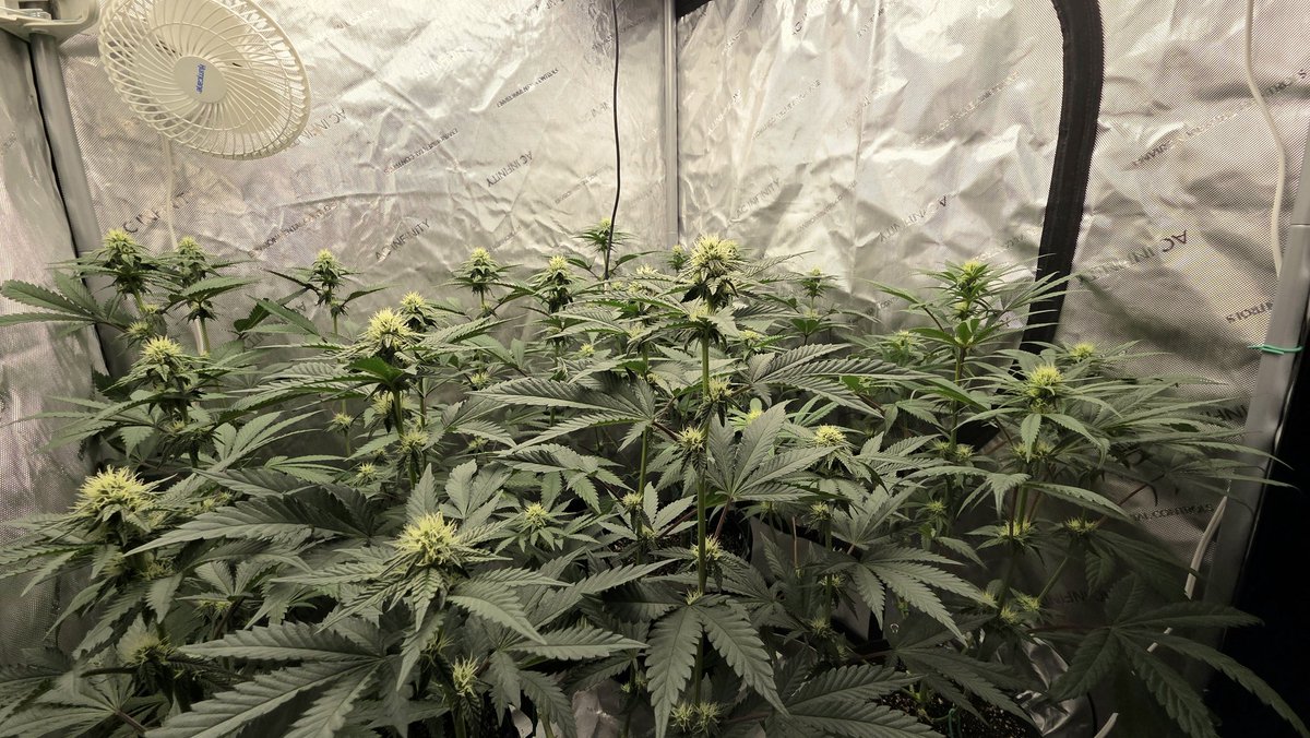 AlienFogMachine's tweet image. For the start of wk4, Night Moves by @exoticgenetix got a few balls removed &amp;amp; a midflower topdress of Roots Organics+Dr. Earth. Raised a couple pots, canopy looking good. The 🫐auto got lollipopped &amp;amp; a half dose of the flower nutes.
