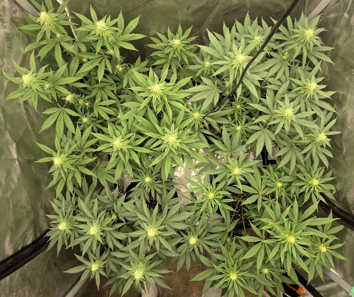 AlienFogMachine's tweet image. For the start of wk4, Night Moves by @exoticgenetix got a few balls removed &amp;amp; a midflower topdress of Roots Organics+Dr. Earth. Raised a couple pots, canopy looking good. The 🫐auto got lollipopped &amp;amp; a half dose of the flower nutes.