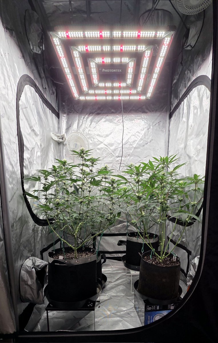 AlienFogMachine's tweet image. For the start of wk4, Night Moves by @exoticgenetix got a few balls removed &amp;amp; a midflower topdress of Roots Organics+Dr. Earth. Raised a couple pots, canopy looking good. The 🫐auto got lollipopped &amp;amp; a half dose of the flower nutes.