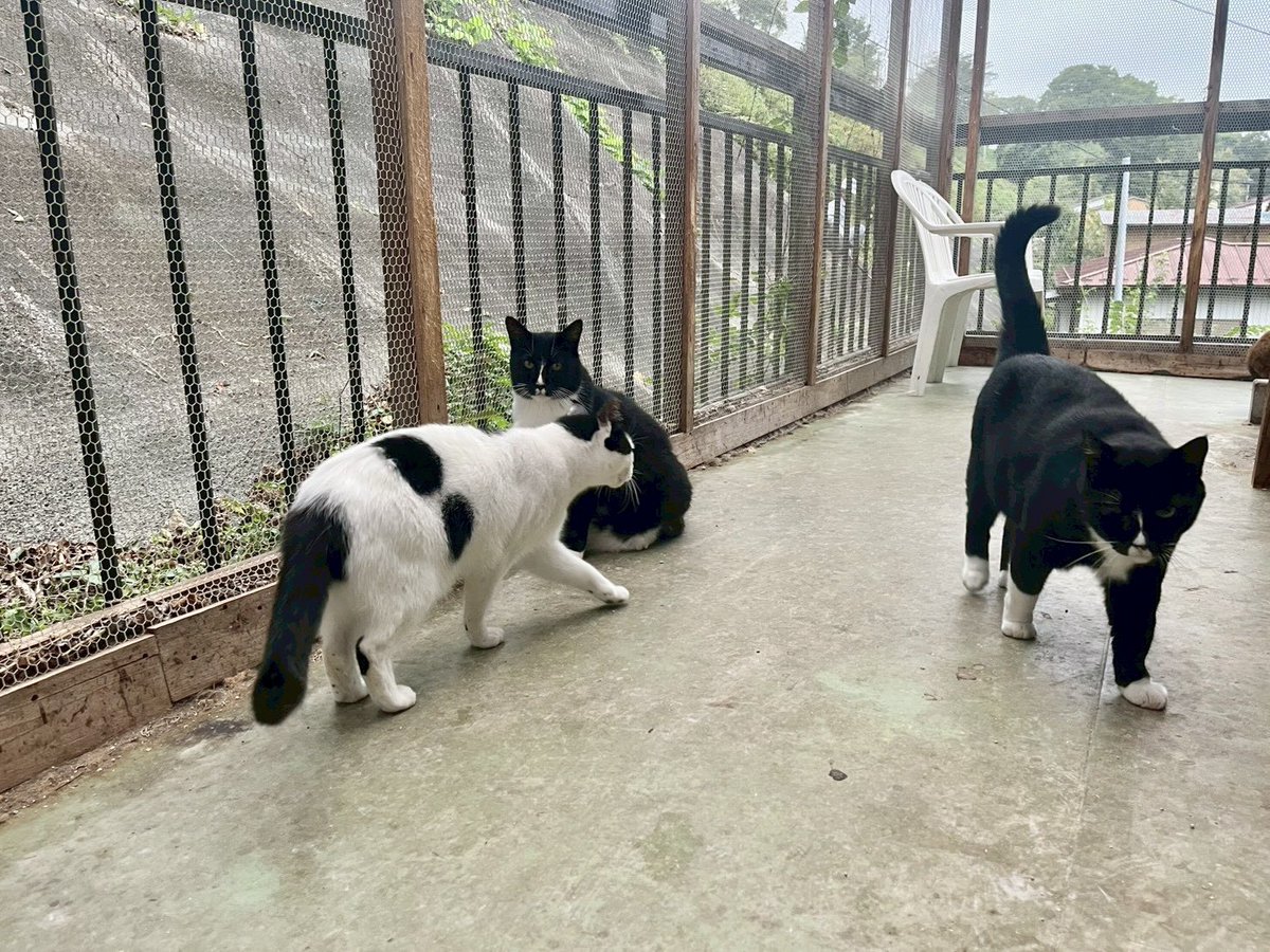 笑にゃんこ王国の日常風景 ⋆ ∧___∧ ／ =( • - • )= おやすみなさい