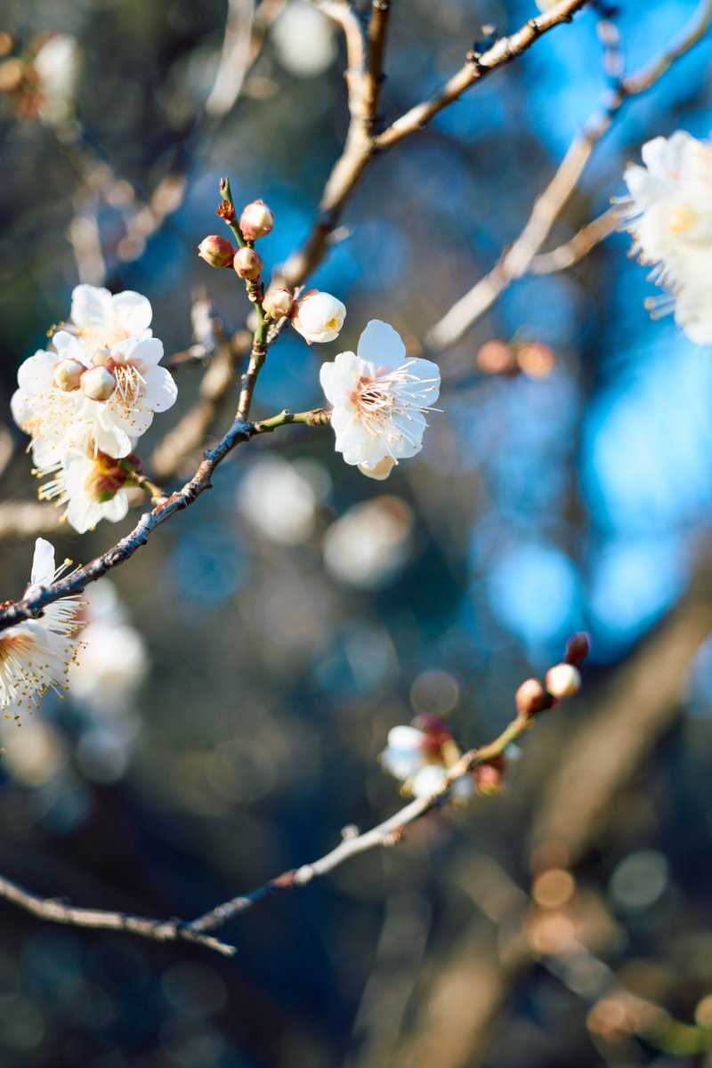 KannistoJuha's tweet photo. Some backlog from 4th of January when I walked to Daikanyama & Sugekari Park area with my Sony #A7CII & #MSOptics #Lumitar 50/3.5 and found some nice winter 桜 there. More: https://t.co/KlY1SxOMTZ https://t.co/Y8I8nwrvJi