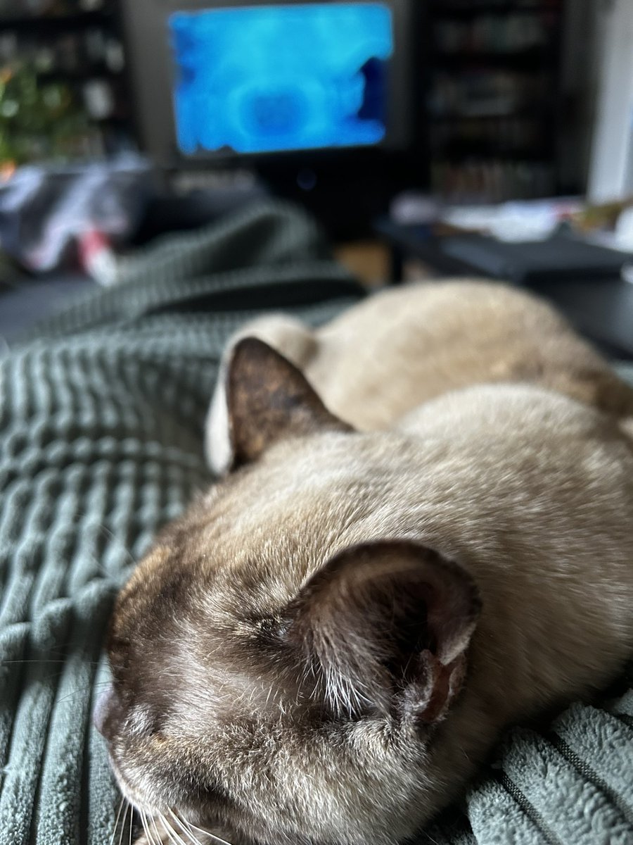 RandomTimeVT's tweet image. Einen schönen Start in die Woche an euch alle!✨

Hier ist Comfy Tag mit Gadse angesagt :3🧡