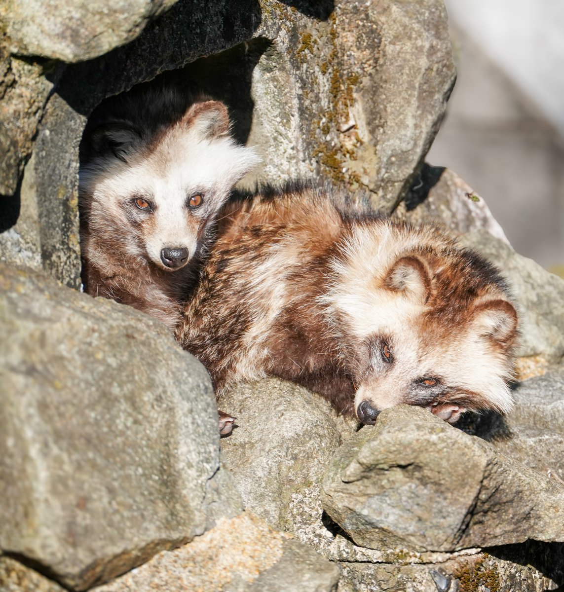 タヌキ寝入り 今日のおふタヌ。タヌキ寝入りなのか本当に眠いのかずっとこんな感じで