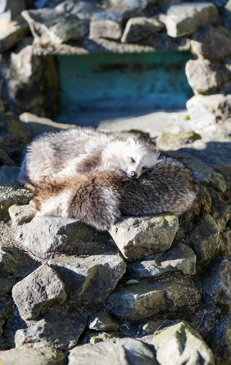 タヌキ寝入り 今日のおふタヌ。タヌキ寝入りなのか本当に眠いのかずっとこんな感じで