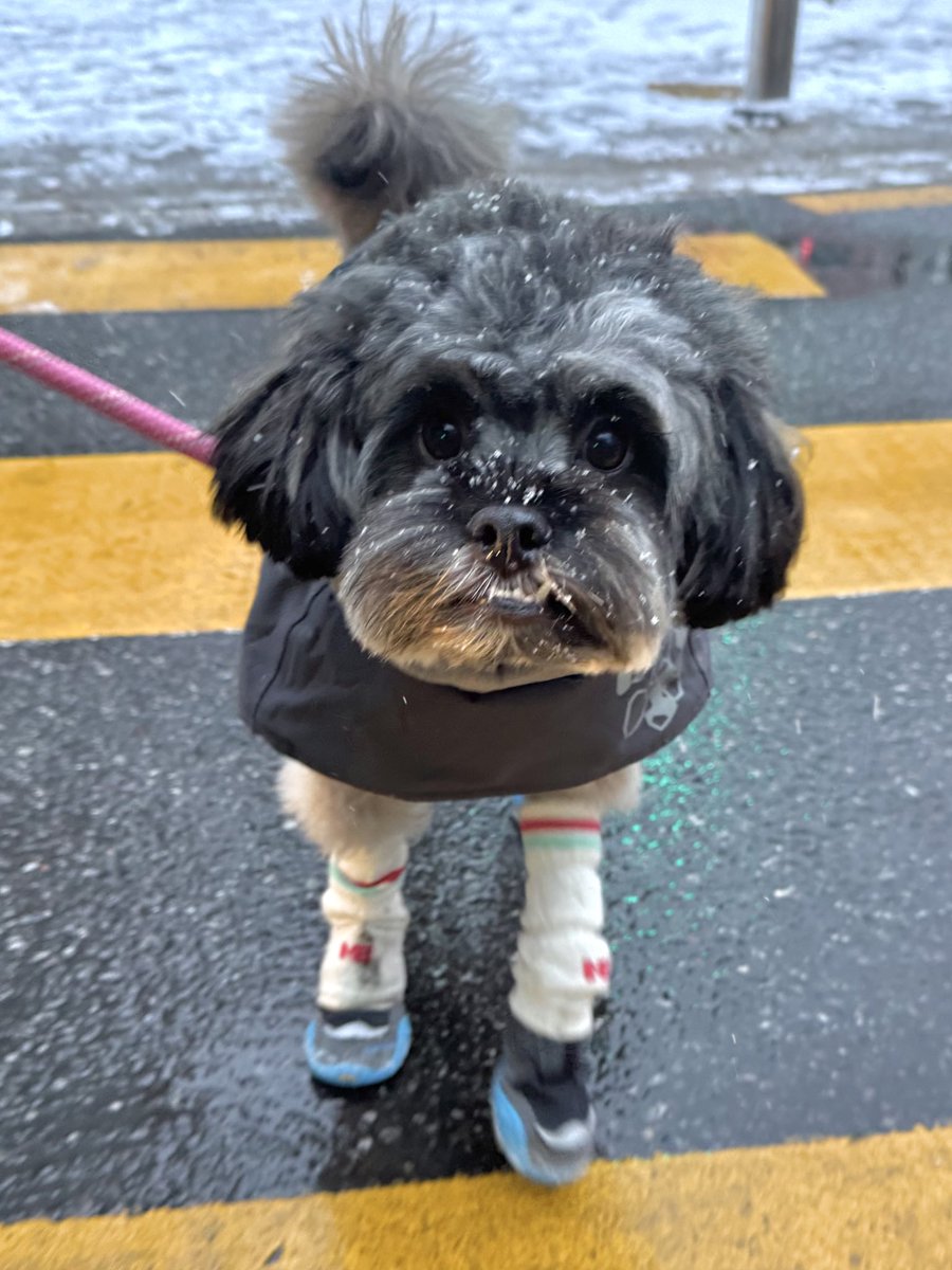 링고 아니 대박이 그리고 글씨와 사비 (@ring_ah_dae) on Twitter photo 