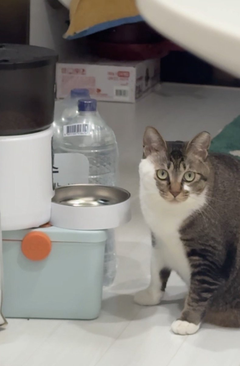 다미 둥절??!!🤷‍♀️🤷🤷‍♂️
(언니야 밥이 앙 나와)