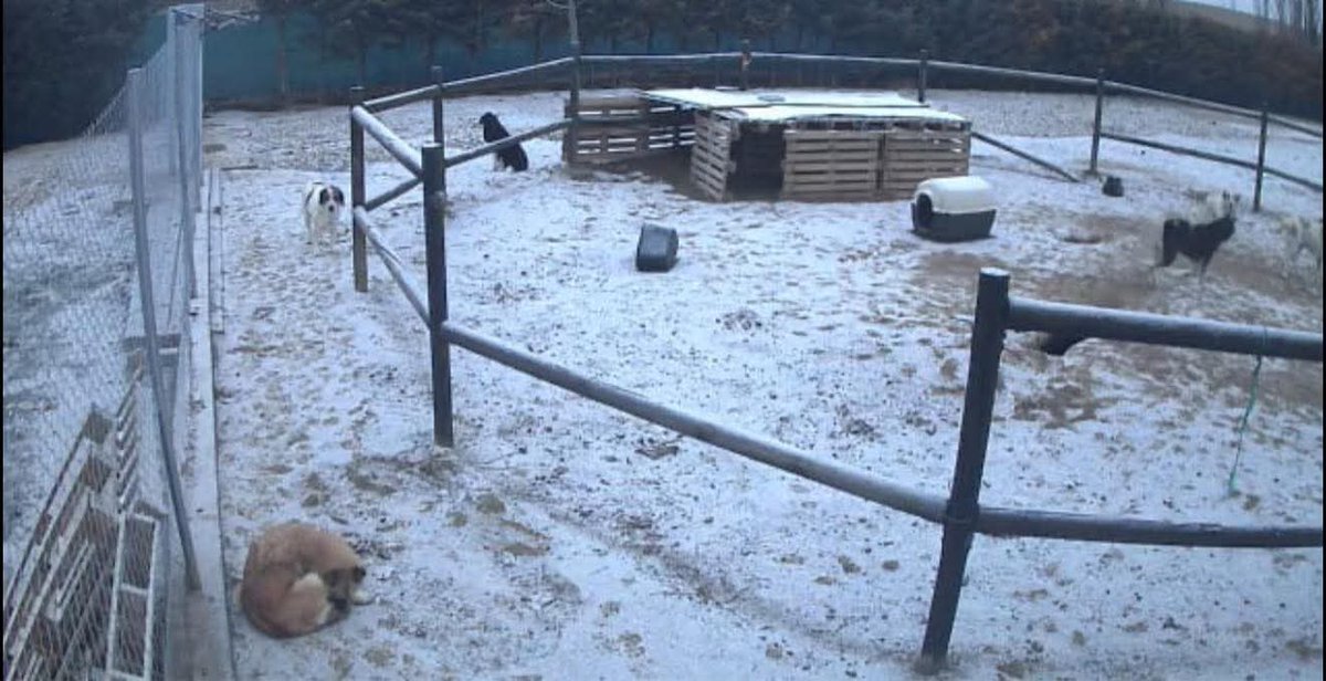 Por favor ayuda para estos pobres animales 🙏🏻😭😞😢
Copio :
TORDESILLAS….

Nos congelamos!!!!

Necesitamos mantas y estufas de gas para la cachorrera y la enfermería. 

Necesitamos dos estufas de exterior.

Pero sobre todo mantas y camas …

Si puedes donarnos háblame POR