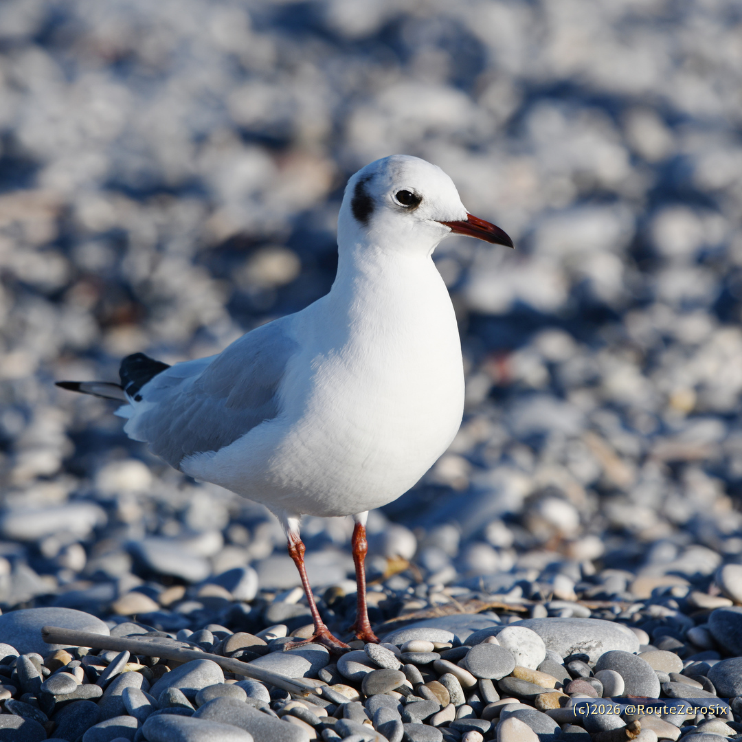 routezerosix's tweet image. La mouette de la Baie des Anges, reconnaissable aux petits galets sous ses pattes 🙂

#mouette #seagull #BaiedesAnges #CotedAzurFrance #bird #villeneuveloubet