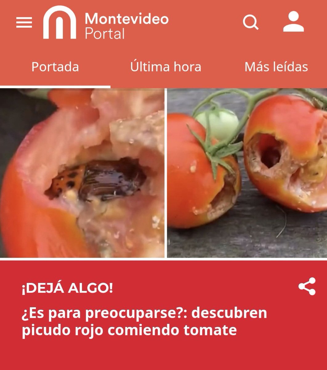 En julio 2025 realizamos pedido de informe al Ministerio de Ambiente, por plaga del insecto invasor "picudo rojo", sobre las medidas tomadas, su plan de acción y si se iba a declarar la Emergencia Ambiental
No hubo respuesta oficial y el avance continua. Parece que ya no importa!