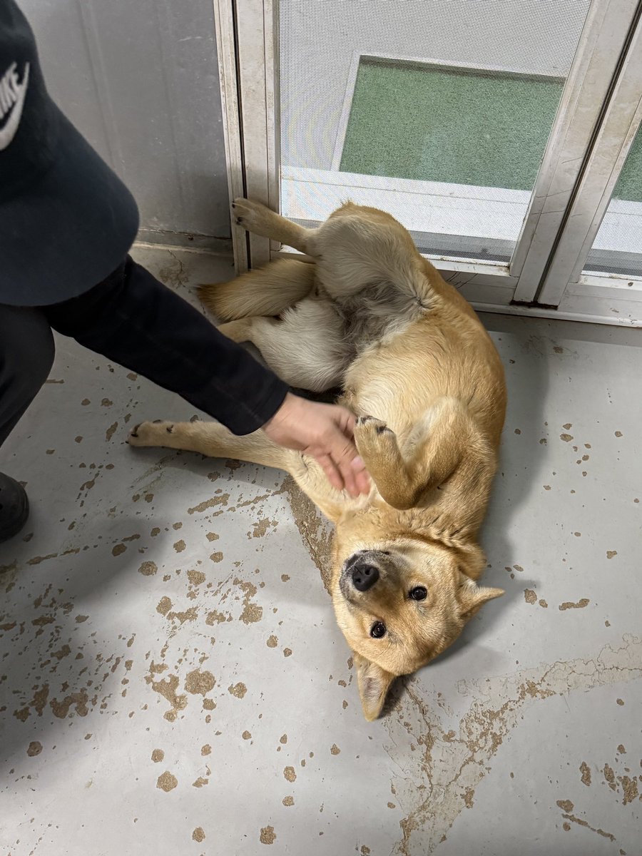 너무 착해유😭😭😭😭
동구협 가기 전에 입양해주세요
포화상태라 동구협에 보낸다구 해요…